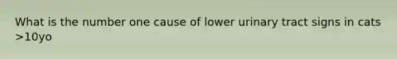 What is the number one cause of lower urinary tract signs in cats >10yo