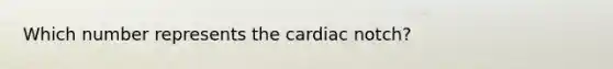 Which number represents the cardiac notch?