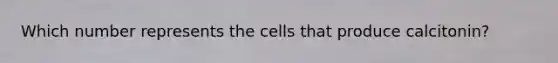 Which number represents the cells that produce calcitonin?