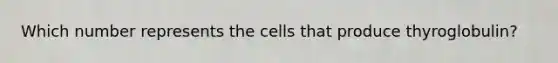 Which number represents the cells that produce thyroglobulin?