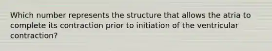 Which number represents the structure that allows the atria to complete its contraction prior to initiation of the ventricular contraction?