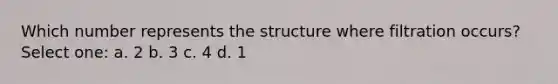 Which number represents the structure where filtration occurs? Select one: a. 2 b. 3 c. 4 d. 1