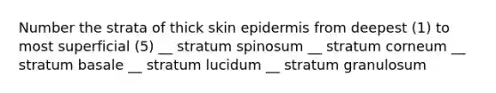 Number the strata of thick skin epidermis from deepest (1) to most superficial (5) __ stratum spinosum __ stratum corneum __ stratum basale __ stratum lucidum __ stratum granulosum