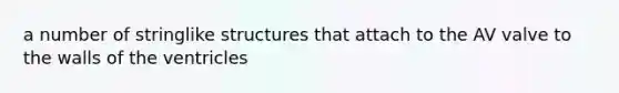 a number of stringlike structures that attach to the AV valve to the walls of the ventricles