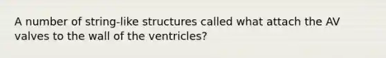 A number of string-like structures called what attach the AV valves to the wall of the ventricles?