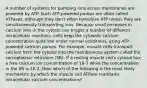 A number of systems for pumping ions across membranes are powered by ATP. Such ATP-powered pumps are often called ATPases, although they don't often hydrolyze ATP unless they are simultaneously transporting ions. Because small increases in calcium ions in the cytosol can trigger a number of different intracellular reactions, cells keep the cytosolic calcium concentration quite low under normal conditions, using ATP-powered calcium pumps. For example, muscle cells transport calcium from the cytosol into the membranous system called the sarcoplasmic reticulum (SR). If a resting muscle cell's cytosol has a free calcium ion concentration of 10-7 while the concentration in the SR is 10-2, then which of the following is the most likely mechanism by which the muscle cell ATPase maintains intracellular calcium concentrations?