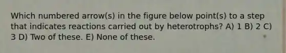 Which numbered arrow(s) in the figure below point(s) to a step that indicates reactions carried out by heterotrophs? A) 1 B) 2 C) 3 D) Two of these. E) None of these.
