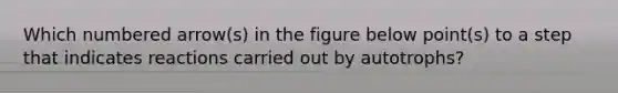 Which numbered arrow(s) in the figure below point(s) to a step that indicates reactions carried out by autotrophs?