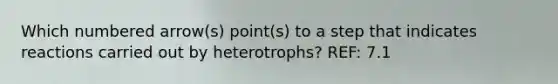 Which numbered arrow(s) point(s) to a step that indicates reactions carried out by heterotrophs? REF: 7.1