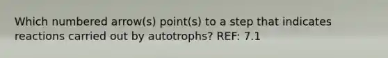 Which numbered arrow(s) point(s) to a step that indicates reactions carried out by autotrophs? REF: 7.1