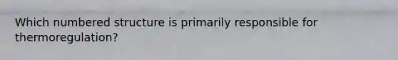 Which numbered structure is primarily responsible for thermoregulation?