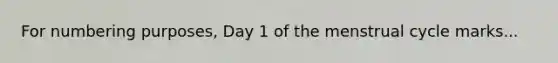 For numbering purposes, Day 1 of the menstrual cycle marks...