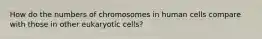 How do the numbers of chromosomes in human cells compare with those in other eukaryotic cells?