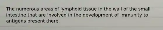 The numerous areas of lymphoid tissue in the wall of the small intestine that are involved in the development of immunity to antigens present there.