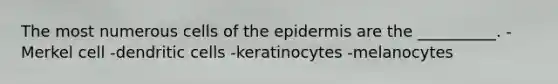 The most numerous cells of <a href='https://www.questionai.com/knowledge/kBFgQMpq6s-the-epidermis' class='anchor-knowledge'>the epidermis</a> are the __________. -Merkel cell -dendritic cells -keratinocytes -melanocytes