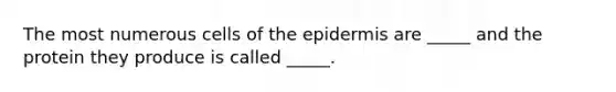 The most numerous cells of the epidermis are _____ and the protein they produce is called _____.