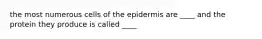 the most numerous cells of the epidermis are ____ and the protein they produce is called ____