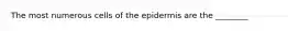 The most numerous cells of the epidermis are the ________