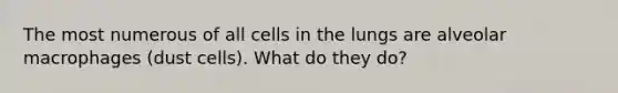 The most numerous of all cells in the lungs are alveolar macrophages (dust cells). What do they do?