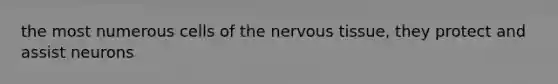 the most numerous cells of the nervous tissue, they protect and assist neurons