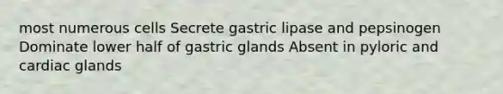 most numerous cells Secrete gastric lipase and pepsinogen Dominate lower half of gastric glands Absent in pyloric and cardiac glands