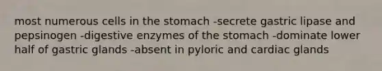 most numerous cells in the stomach -secrete gastric lipase and pepsinogen -digestive enzymes of the stomach -dominate lower half of gastric glands -absent in pyloric and cardiac glands