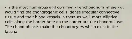 - is the most numerous and common - Perichondrium where you would find the chondrogenic cells. dense irregular connective tissue and their blood vessels in there as well. more elliptical cells along the border here on the border are the chondroblasts. The chondroblasts make the chondrocytes which exist in the lacuna