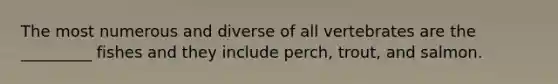 The most numerous and diverse of all vertebrates are the _________ fishes and they include perch, trout, and salmon.