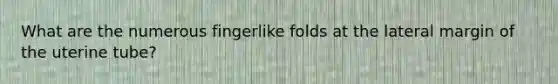 What are the numerous fingerlike folds at the lateral margin of the uterine tube?