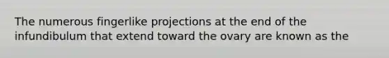 The numerous fingerlike projections at the end of the infundibulum that extend toward the ovary are known as the