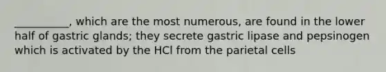 __________, which are the most numerous, are found in the lower half of gastric glands; they secrete gastric lipase and pepsinogen which is activated by the HCl from the parietal cells