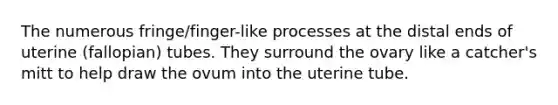 The numerous fringe/finger-like processes at the distal ends of uterine (fallopian) tubes. They surround the ovary like a catcher's mitt to help draw the ovum into the uterine tube.