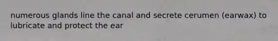 numerous glands line the canal and secrete cerumen (earwax) to lubricate and protect the ear