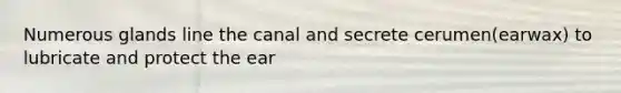 Numerous glands line the canal and secrete cerumen(earwax) to lubricate and protect the ear