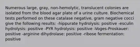 Numerous large, gray, non-hemolytic, translucent colonies are isolated from <a href='https://www.questionai.com/knowledge/k7oXMfj7lk-the-blood' class='anchor-knowledge'>the blood</a> agar plate of a urine culture. Biochemical tests performed on these catalase negative, gram negative cocci give the following results: -hippurate hydrolysis: positive -esculin hydrolysis: positive -PYR hydrolysis: positive -Voges-Proskauer: positive -arginine dihydrolase: positive -ribose fermentation: positive