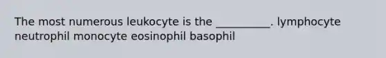 The most numerous leukocyte is the __________. lymphocyte neutrophil monocyte eosinophil basophil