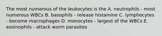 The most numerous of the leukocytes is the A. neutrophils - most numerous WBCs B. basophils - release histamine C. lymphocytes - become macrophages D. monocytes - largest of the WBCs E. eosinophils - attack worm parasites