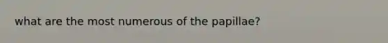 what are the most numerous of the papillae?