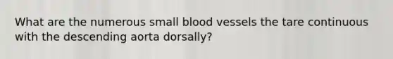 What are the numerous small blood vessels the tare continuous with the descending aorta dorsally?