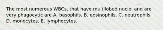 The most numerous WBCs, that have multilobed nuclei and are very phagocytic are A. basophils. B. eosinophils. C. neutrophils. D. monocytes. E. lymphocytes.