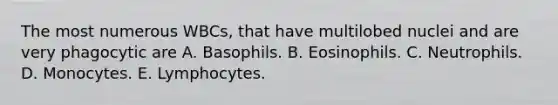 The most numerous WBCs, that have multilobed nuclei and are very phagocytic are A. Basophils. B. Eosinophils. C. Neutrophils. D. Monocytes. E. Lymphocytes.