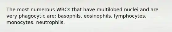 The most numerous WBCs that have multilobed nuclei and are very phagocytic are: basophils. eosinophils. lymphocytes. monocytes. neutrophils.