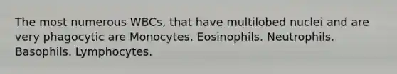 The most numerous WBCs, that have multilobed nuclei and are very phagocytic are Monocytes. Eosinophils. Neutrophils. Basophils. Lymphocytes.