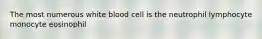 The most numerous white blood cell is the neutrophil lymphocyte monocyte eosinophil