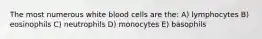 The most numerous white blood cells are the: A) lymphocytes B) eosinophils C) neutrophils D) monocytes E) basophils