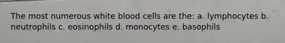 The most numerous white blood cells are the: a. lymphocytes b. neutrophils c. eosinophils d. monocytes e. basophils