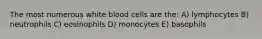 The most numerous white blood cells are the: A) lymphocytes B) neutrophils C) eosinophils D) monocytes E) basophils