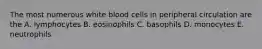 The most numerous white blood cells in peripheral circulation are the A. lymphocytes B. eosinophils C. basophils D. monocytes E. neutrophils