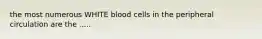 the most numerous WHITE blood cells in the peripheral circulation are the .....