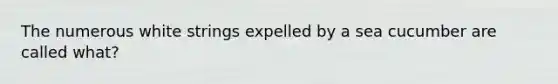 The numerous white strings expelled by a sea cucumber are called what?